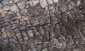 Update on ash dieback outbreak