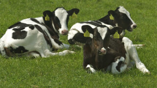 ‘Feeding yoghurt milk is good for calves’