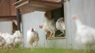 Third case of bird flu confirmed on Dutch farms