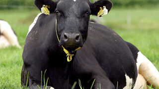 Communication key to sustainable dairy assurance scheme