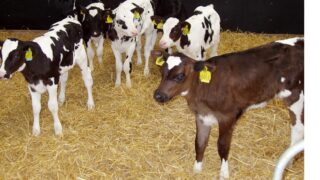 Calf-rearing priorities – a US perspective
