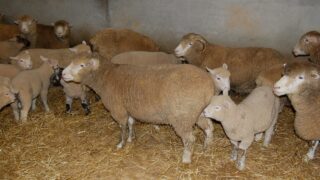 Managing the early lambing ewe