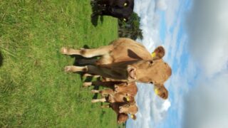 ‘Steady as she goes for cattle prices’