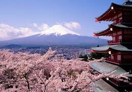 Ireland set to blossom in Japan