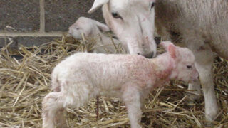 Vet ambassador encourages farmers to prepare for lambing early