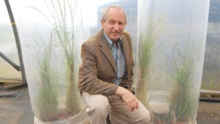 New late diploid ryegrass launched by AFBI