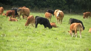 Comment: EID for cattle – the debate is on