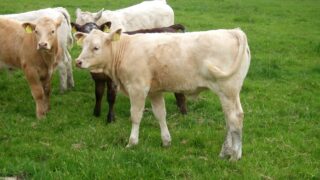 Spirited away: What does the Japanese beef market have to offer?