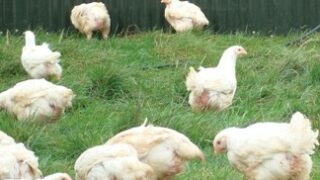 Northern poultry farmers to get free campylobacter test kits