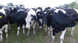 Meeting the dry cow’s protein needs