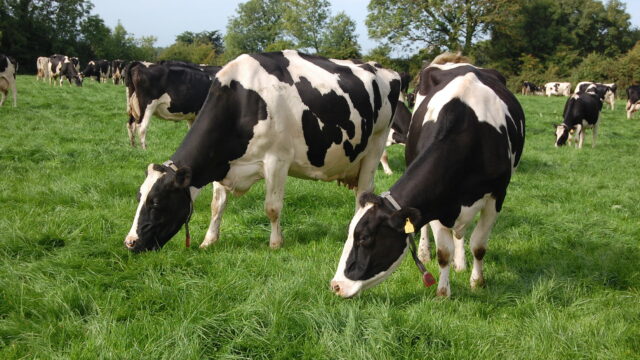 Dairy DeLaval Dairy farmers