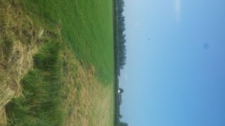 New grass varieties will constitute a ‘green’ flooding defence