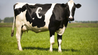 ‘Ireland must build a resilient dairy farm system’