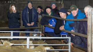 Farmers see sheep equal milk for margins