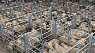 Numbers starting to creep up at sheep marts