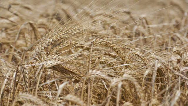 Climate change (wheat crop)