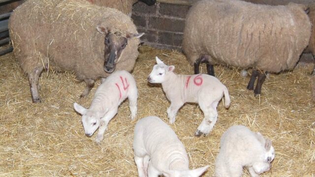 Schmallenberg lambs