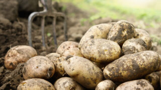 New season potato planting to get underway next week