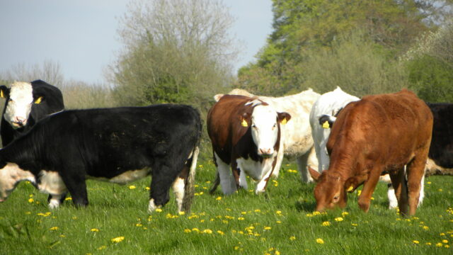 cattle