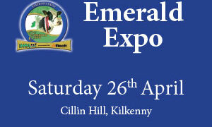 Top judge praises Emerald Expo dairy stock as ‘best selection he has ever seen’