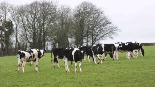 Some dairy losses are really hard to take