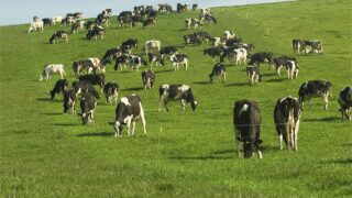 ‘Mastitis is the most costly disease in dairy herds’