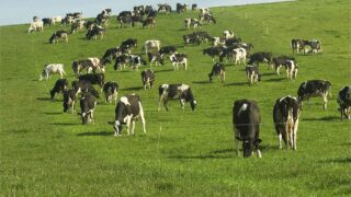 2015 – more cows or less cows?