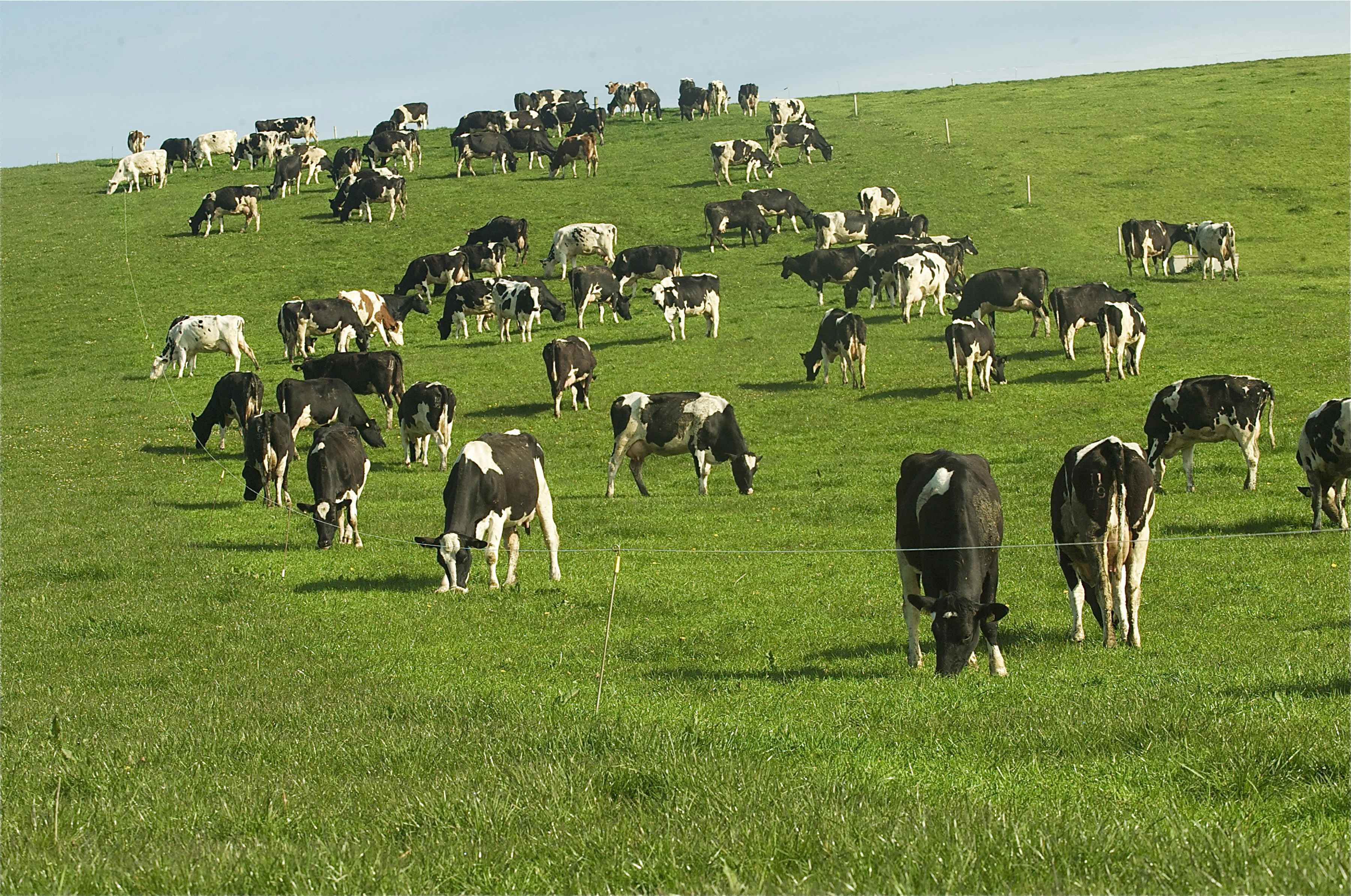 2015 more cows or less cows? Agriland.co.uk