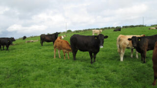 Is Irish beef regarded as ‘filler’ by UK supermarkets?