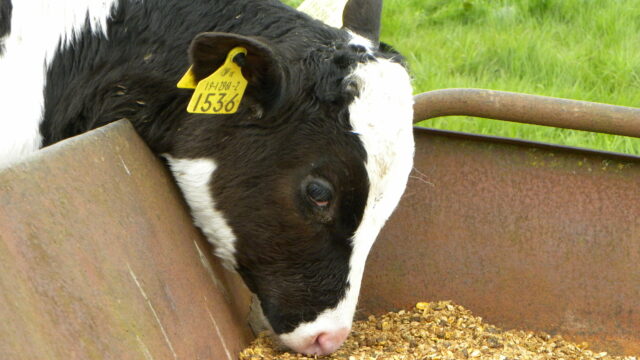 animal feed BASF