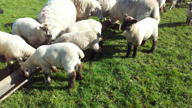 lamb