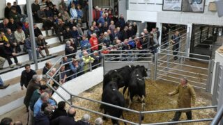 Record cattle numbers head North for slaughter