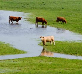 England now drought-free but increased risk of flooding in areas – EA