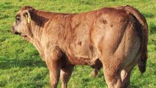 Irish and UK farm unions discuss beef situation