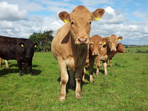 beef cattle prices