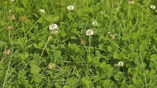 Grassland letting for up to €300/ac in Tipperary