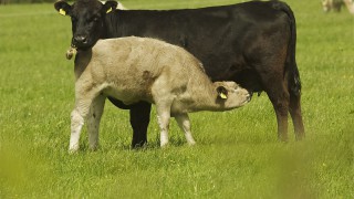Grass tetany cases have started – know the early signs
