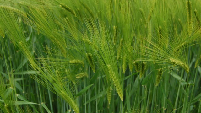 spring barley