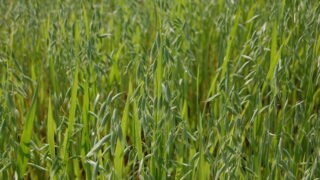 UK farmers have another bumper oat crop