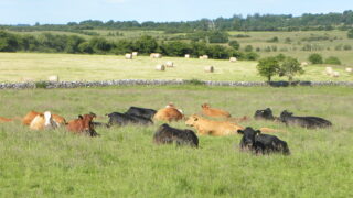 Cattle truck overturns on N11