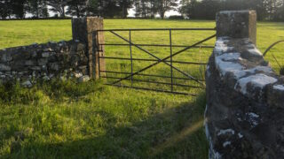 Efficient lamb production: ‘Closing the gate could make you money’