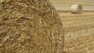 Dairy farmers increasingly buying up prime arable land