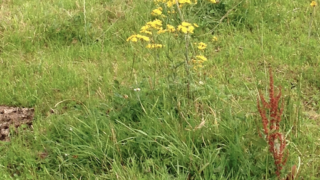 Now is the time to destroy noxious weeds if they’re growing on your land