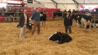 The cow takes control with automatic milking