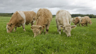 Impact of beef crisis in Northern Ireland highlighted