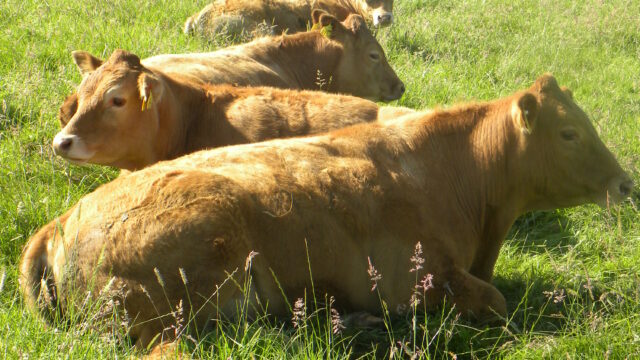 beef exports