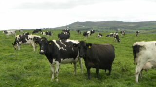 English dairy herd grows for the first time in 15 years