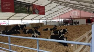 VIDEO: Lely robotic milking draws the crowds at the Ploughing