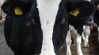 Tweeting cow at the National Ploughing Championships