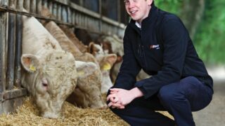 Getting purchased cattle off to the best possible start